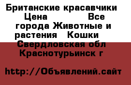 Британские красавчики › Цена ­ 35 000 - Все города Животные и растения » Кошки   . Свердловская обл.,Краснотурьинск г.